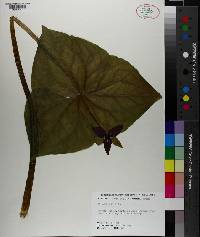 Trillium erectum image