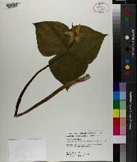 Trillium erectum image