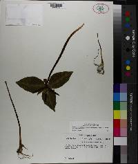 Trillium ludovicianum image