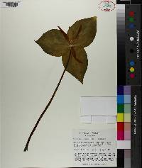 Trillium luteum image