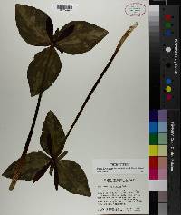 Trillium maculatum image