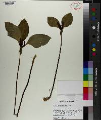 Trillium recurvatum image