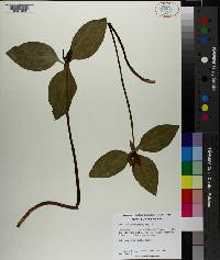 Trillium recurvatum image