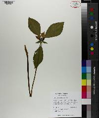 Trillium recurvatum image