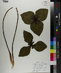 Trillium stamineum image