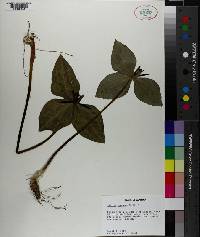 Trillium stamineum image