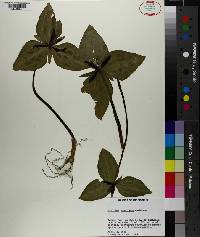 Trillium stamineum image