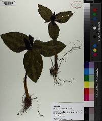 Trillium underwoodii image