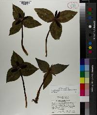 Trillium underwoodii image