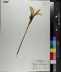 Zephyranthes treatiae image