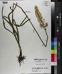 Amianthium muscitoxicum image