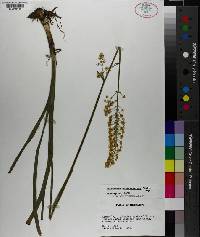 Amianthium muscitoxicum image