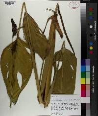 Thalia dealbata image