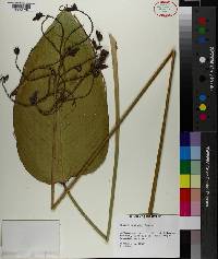 Thalia dealbata image