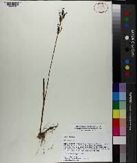 Calopogon tuberosus var. tuberosus image