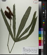 Rhapidophyllum hystrix image