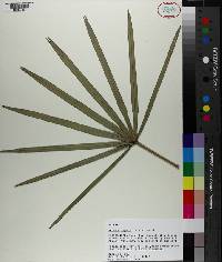 Serenoa repens image