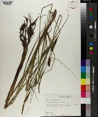 Carex walteriana image