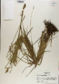 Carex albolutescens image