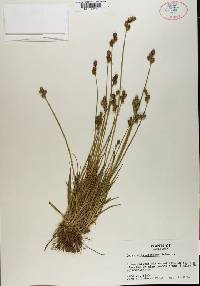 Carex albolutescens image