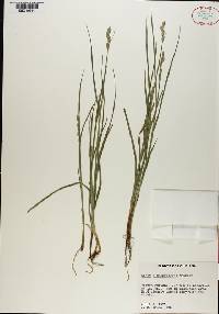 Carex albolutescens image