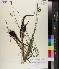 Carex albolutescens image