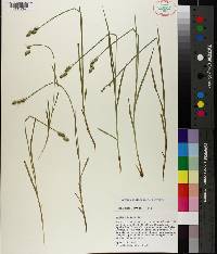 Carex albolutescens image