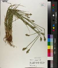 Carex albolutescens image