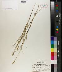 Carex albolutescens image