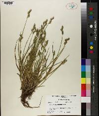 Carex albolutescens image