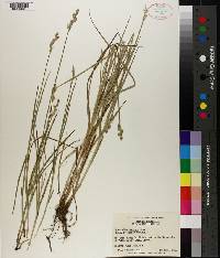 Carex albolutescens image