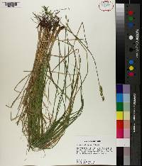 Carex albolutescens image