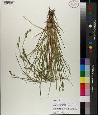 Carex albolutescens image