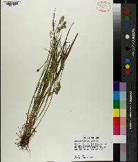 Carex albolutescens image