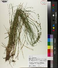 Carex albolutescens image