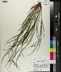 Carex amphibola image