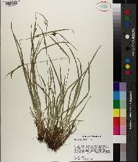 Carex amphibola image