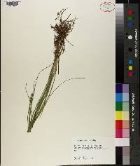 Carex atlantica image