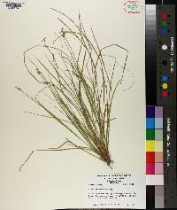 Carex atlantica image