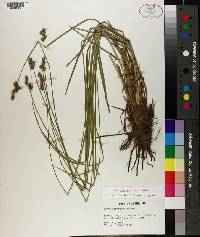 Carex atlantica image