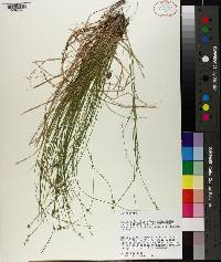 Carex atlantica subsp. capillacea image