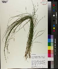 Carex atlantica image