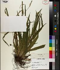 Carex albursina image