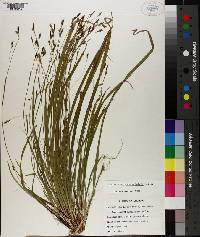 Carex austrocaroliniana image