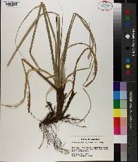 Carex baltzellii image