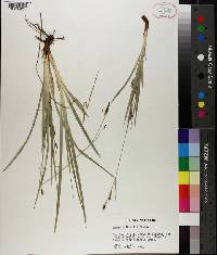 Carex baltzellii image