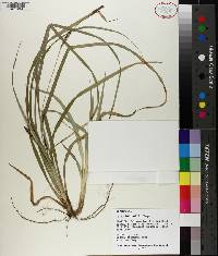 Carex baltzellii image