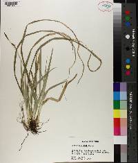 Carex baltzellii image