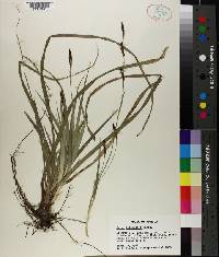 Carex baltzellii image