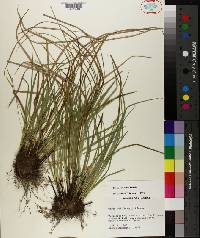 Carex basiantha image